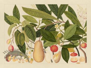 Andalas Botanicals 05
